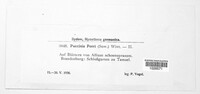 Puccinia porri image